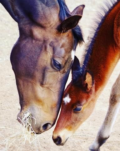 Mare and foal