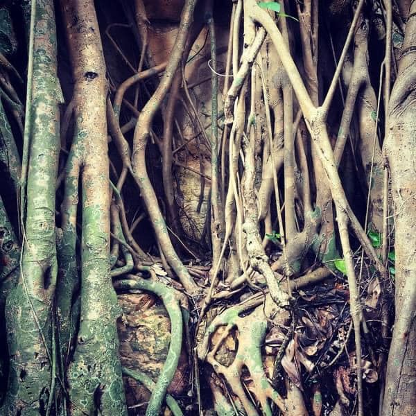 Fig tree