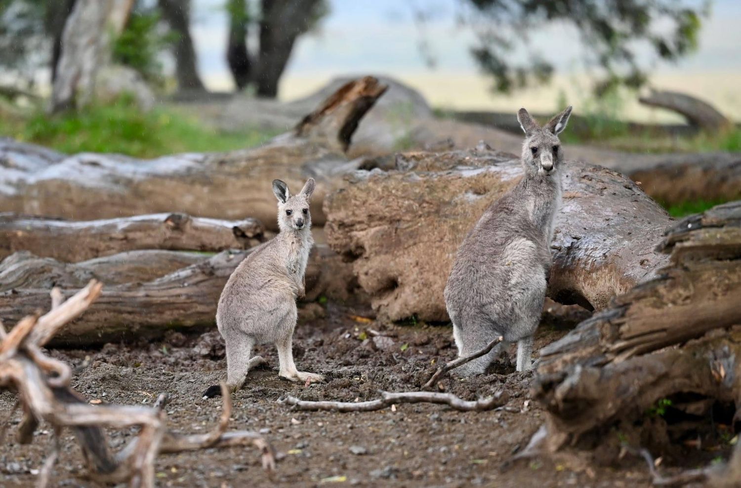 Kangaroos