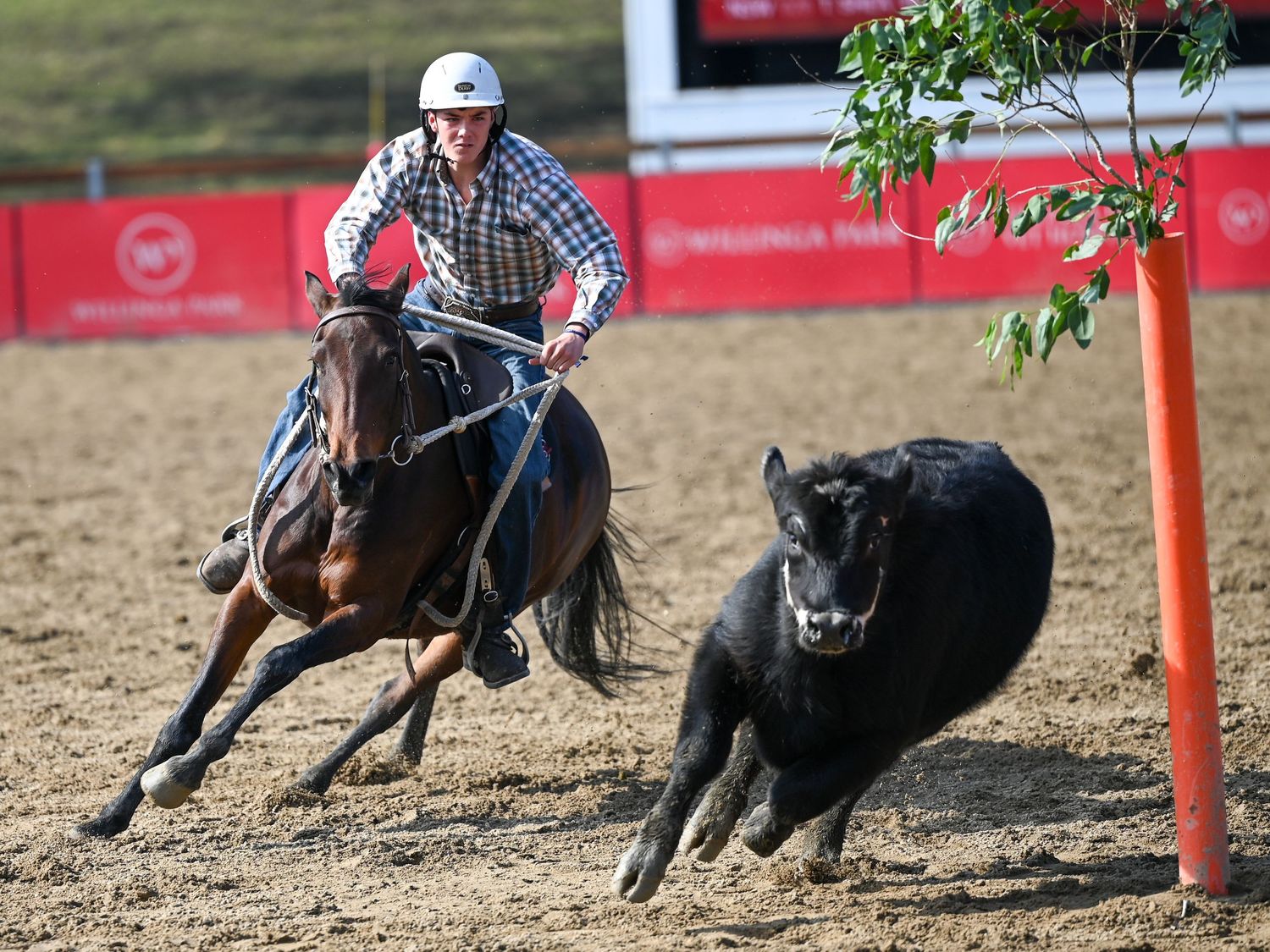 Campdrafting