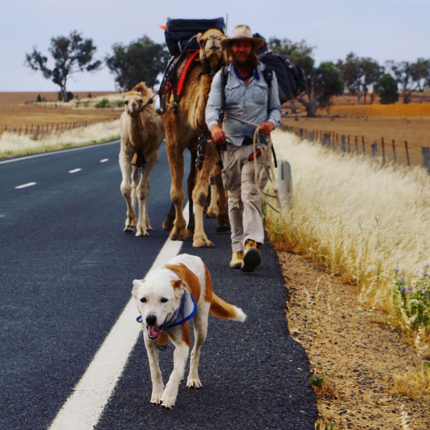Camels