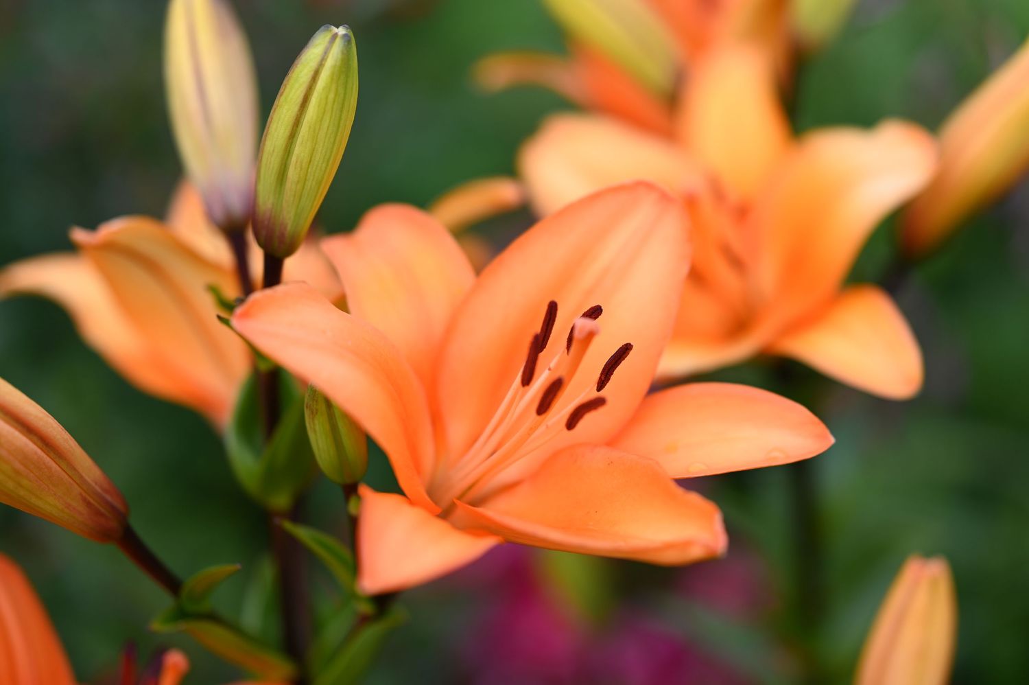 Lily flower