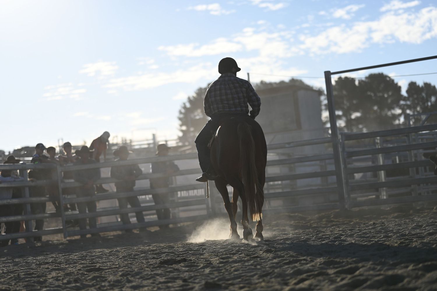 Campdrafting