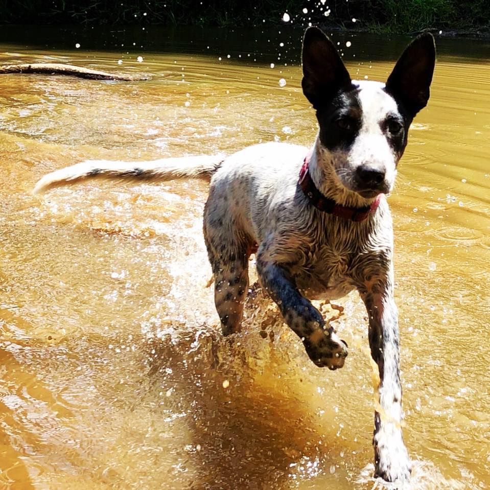 Dog