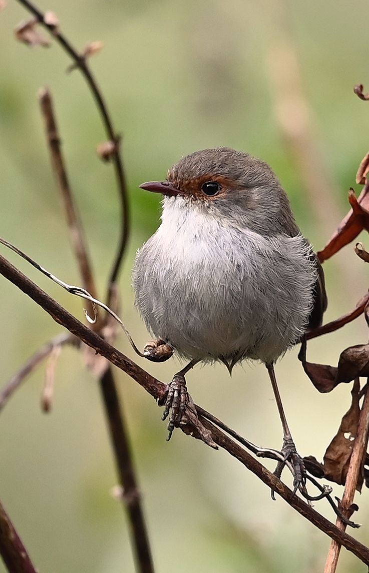 Wren