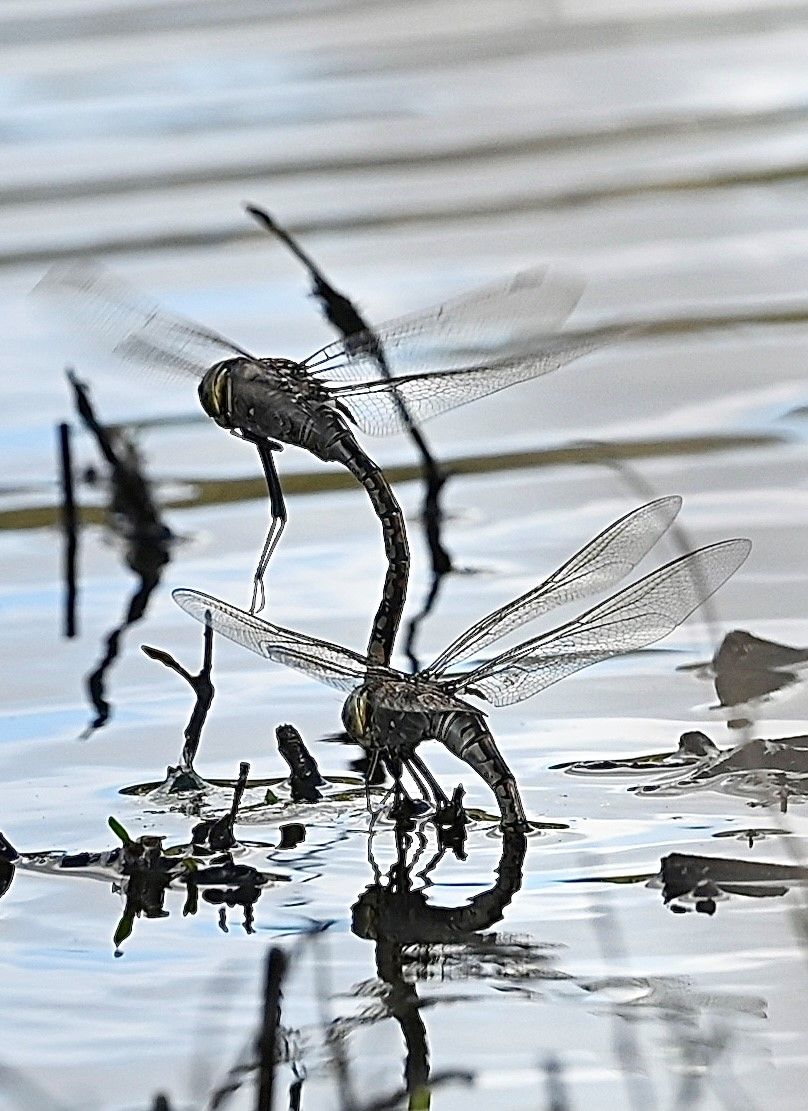 Dragonfly