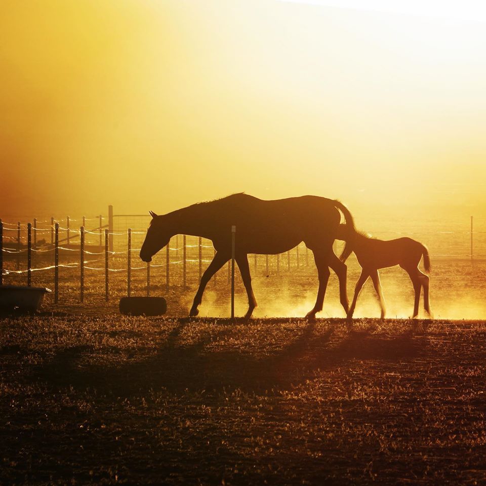 Mare and foal