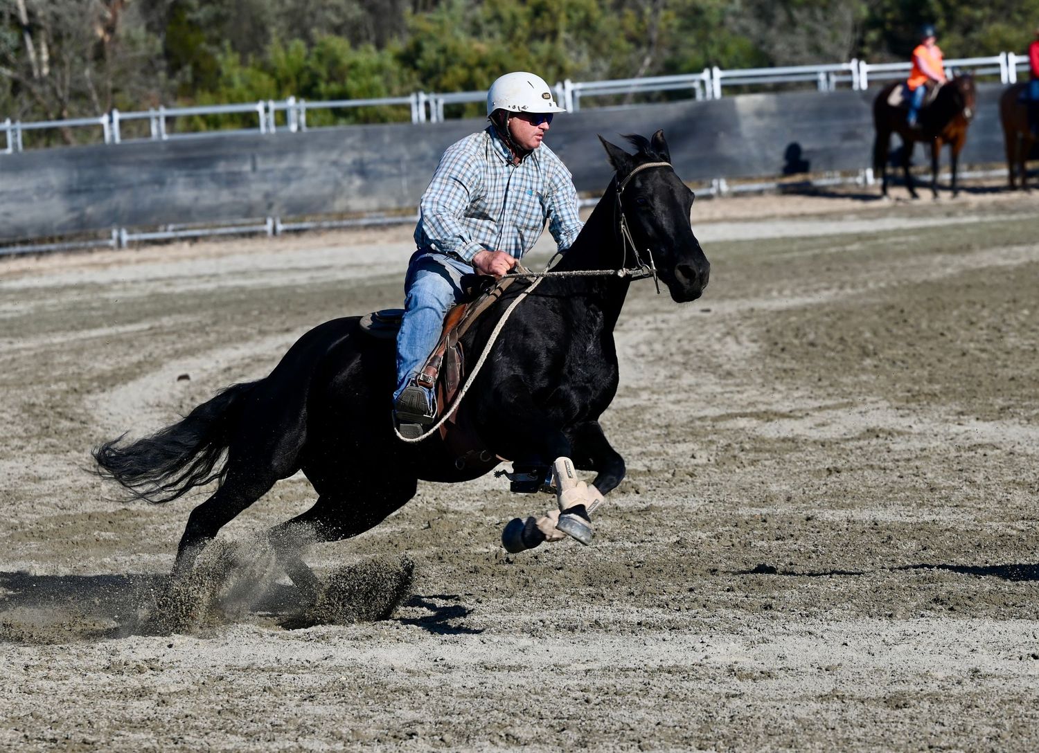 Campdrafting