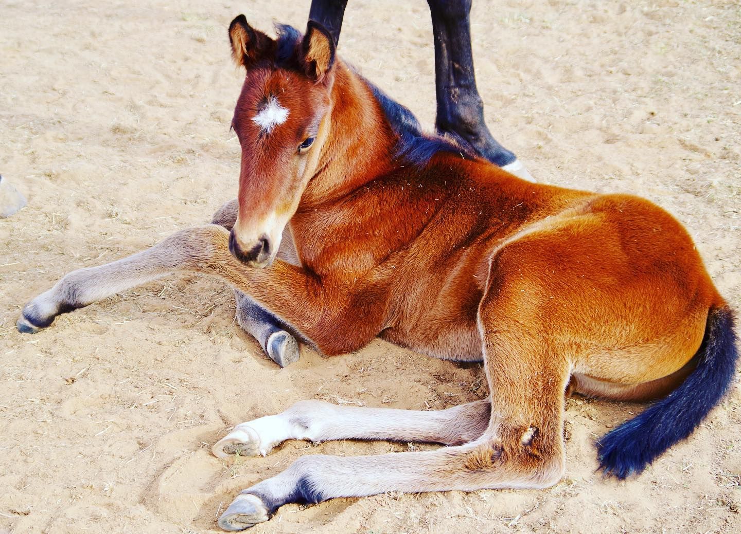 Foal