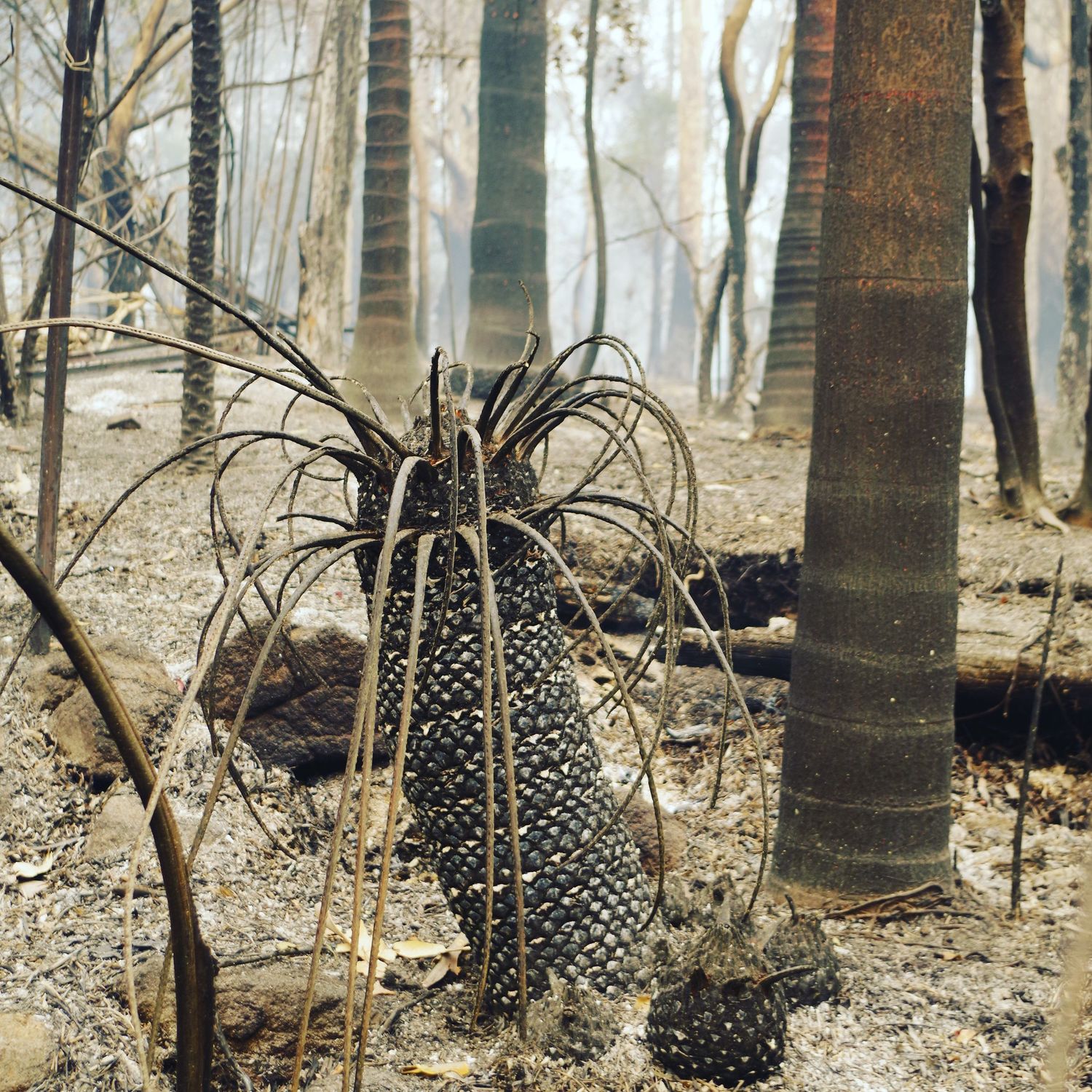 After fires