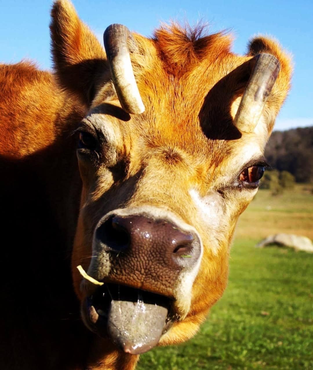 Cow