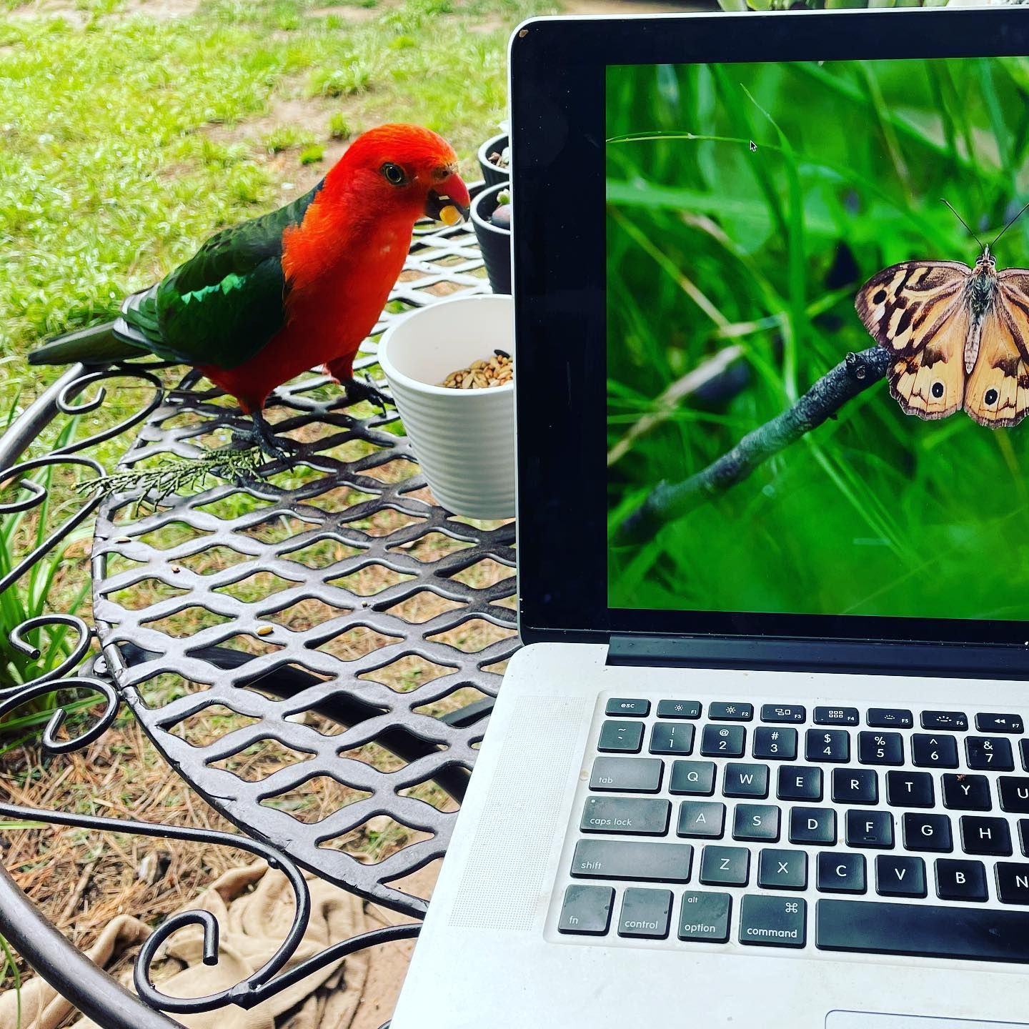 Parrot