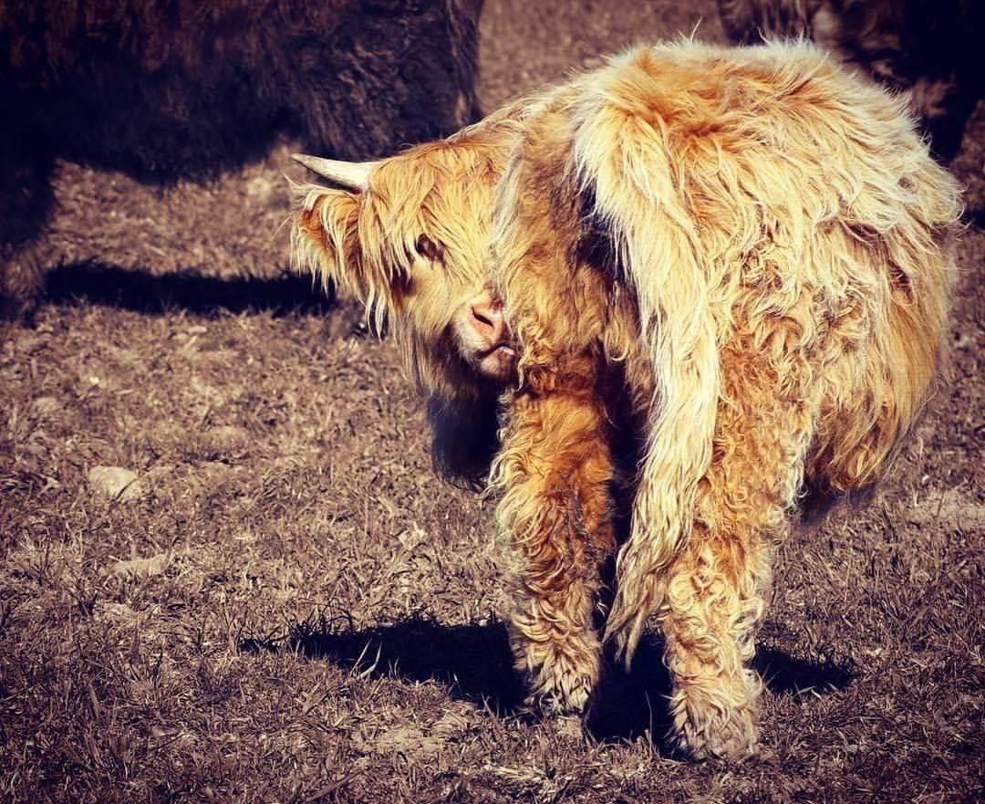 Highland cow