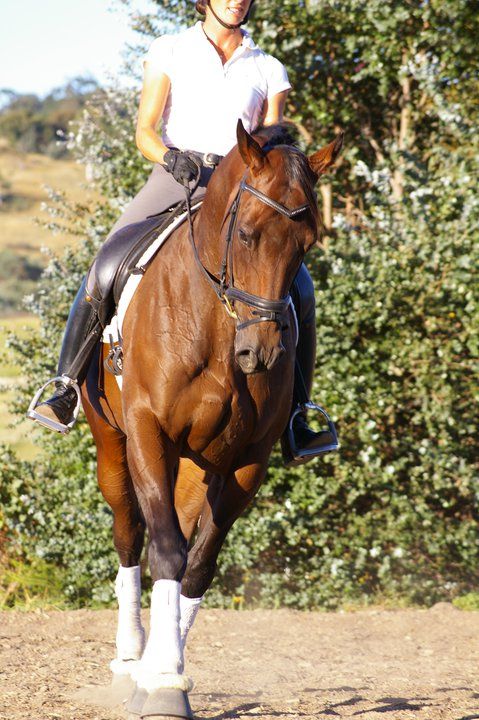 Dressage horse