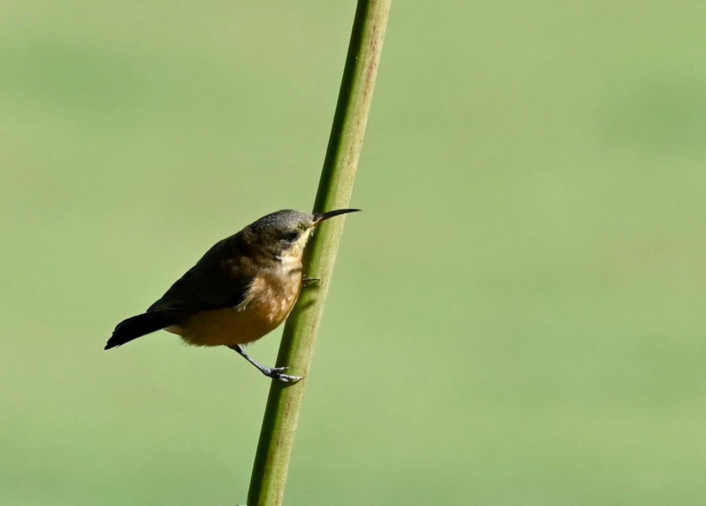 Spinebill