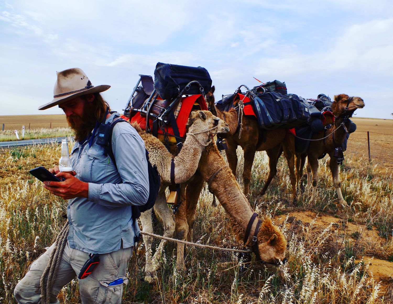 Camels