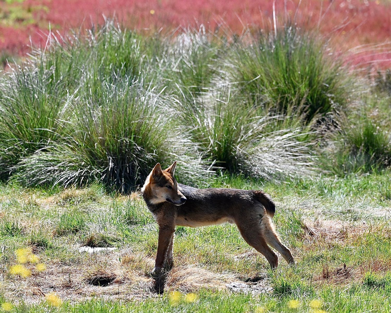Wild dog