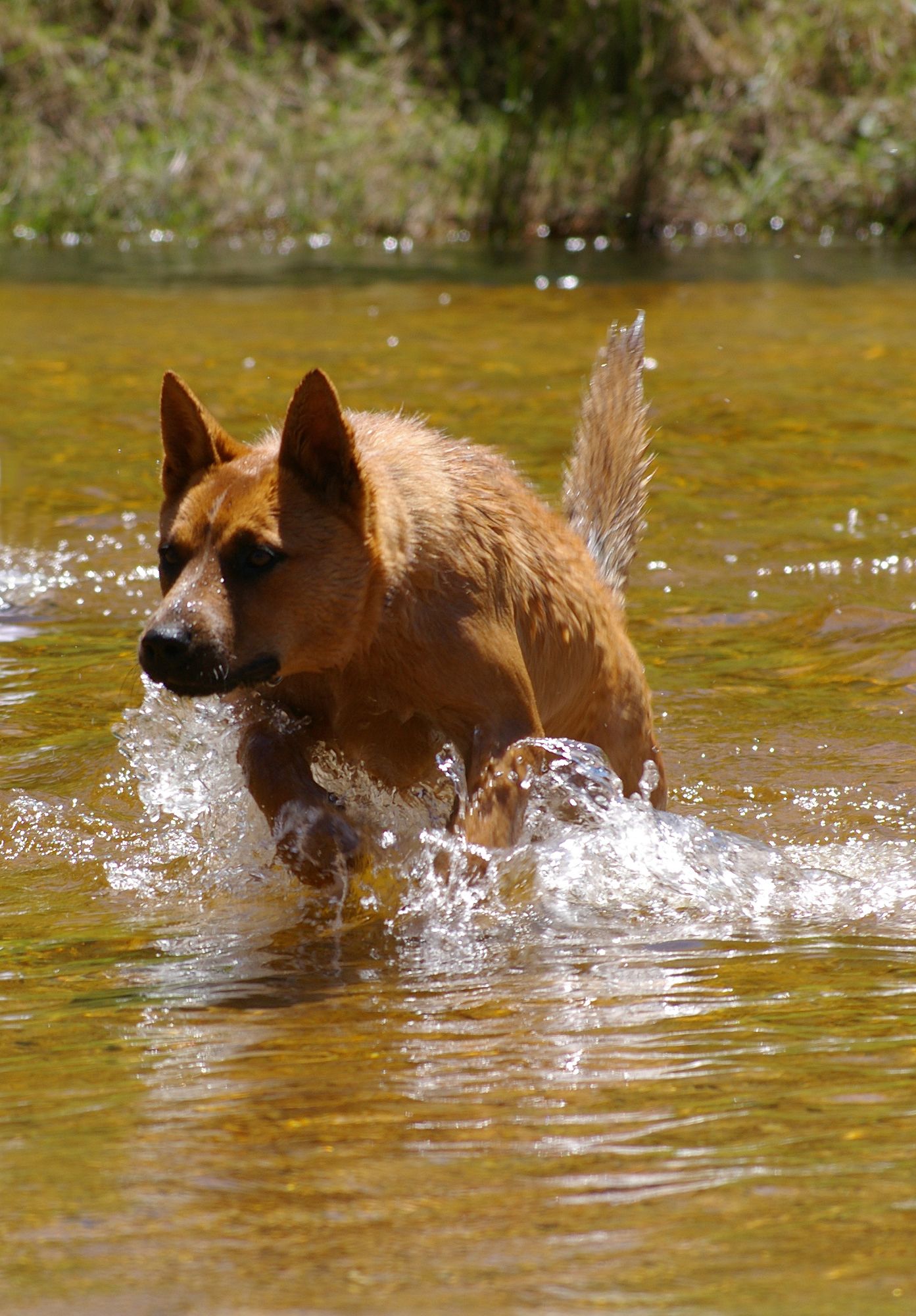 Dog