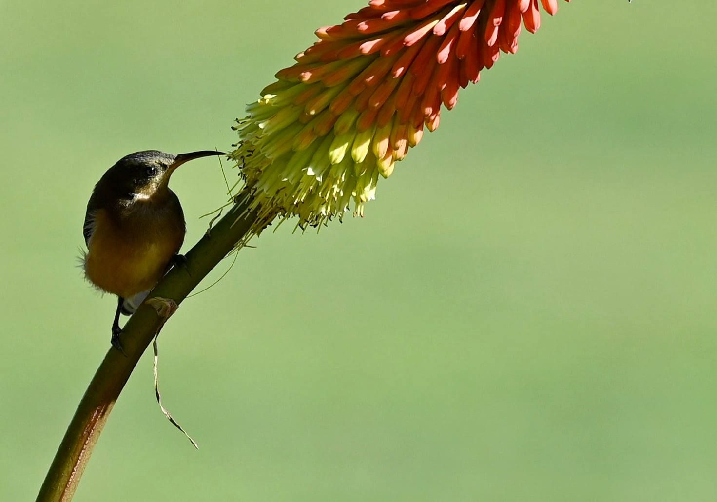Spinebill