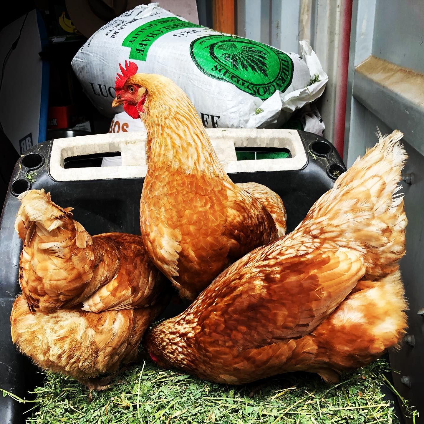 Chooks
