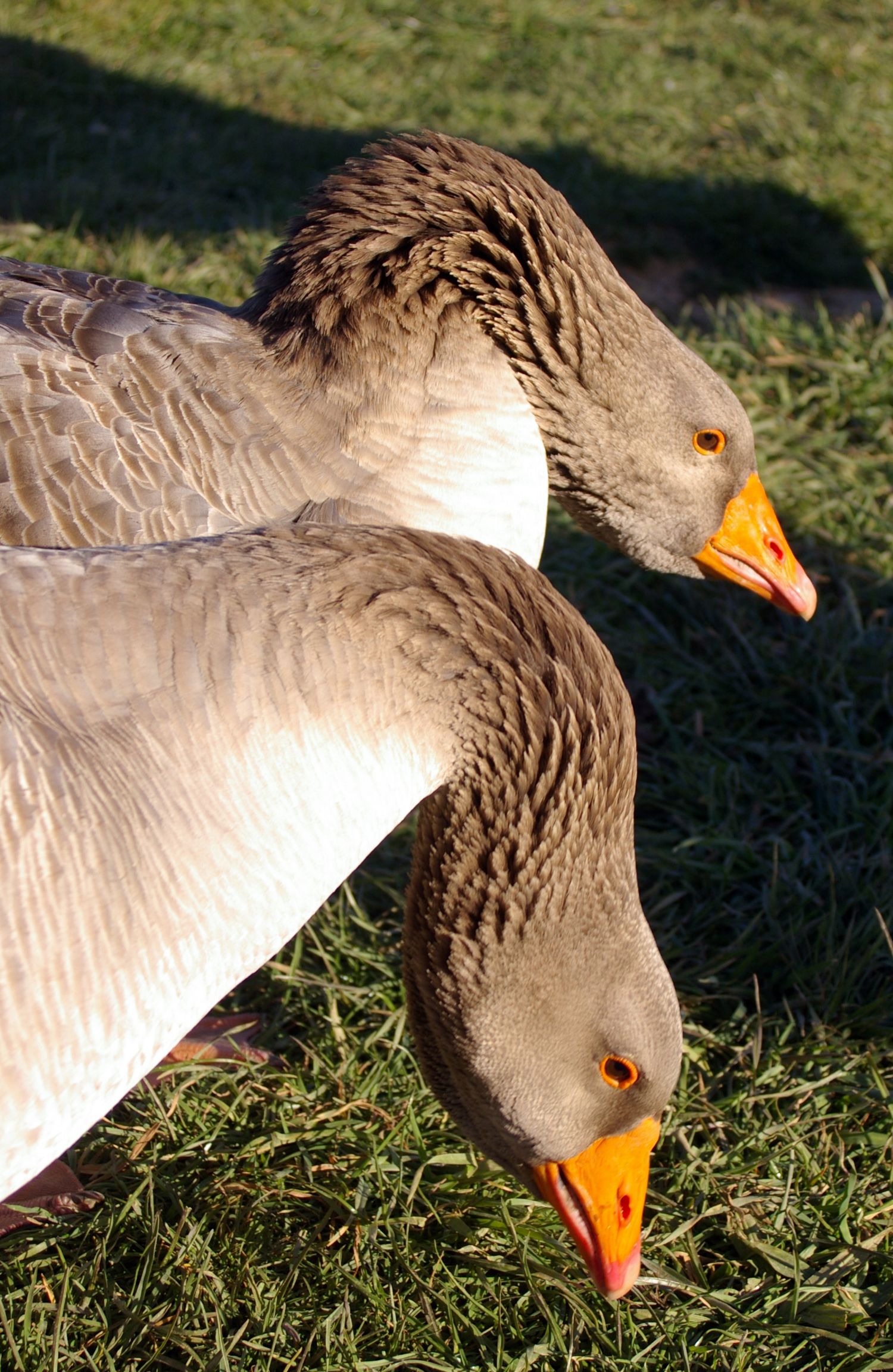 Geese