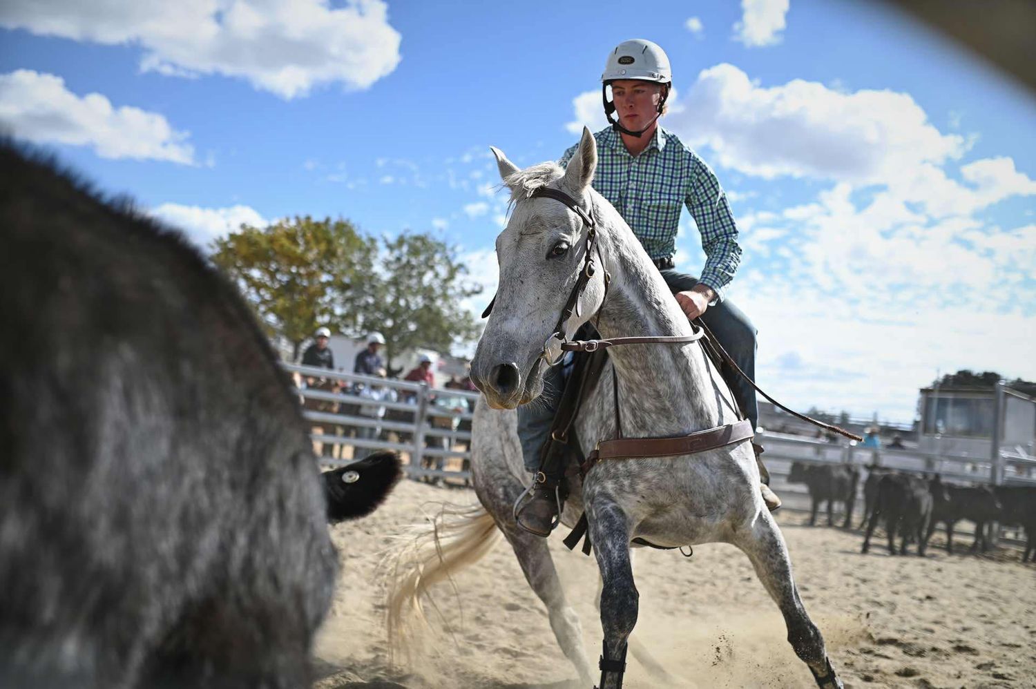 Campdrafting