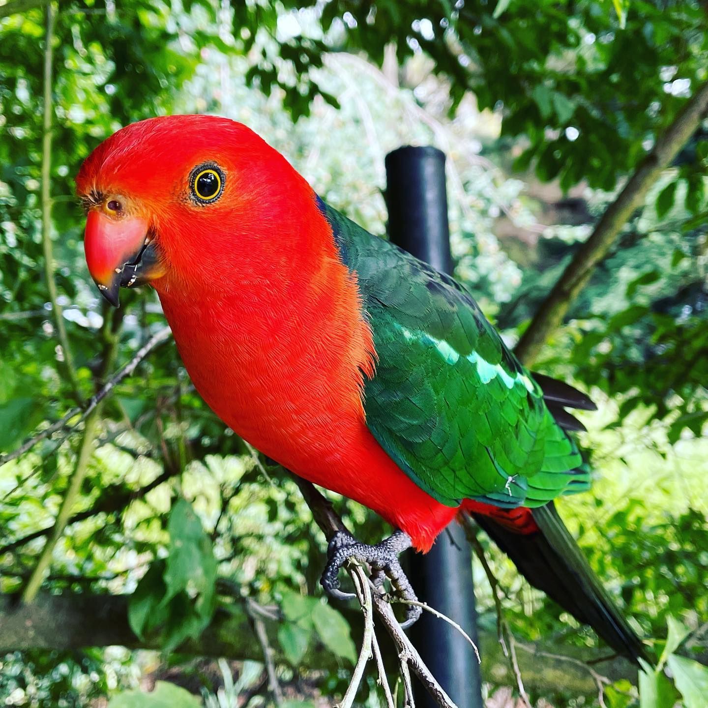 Parrot