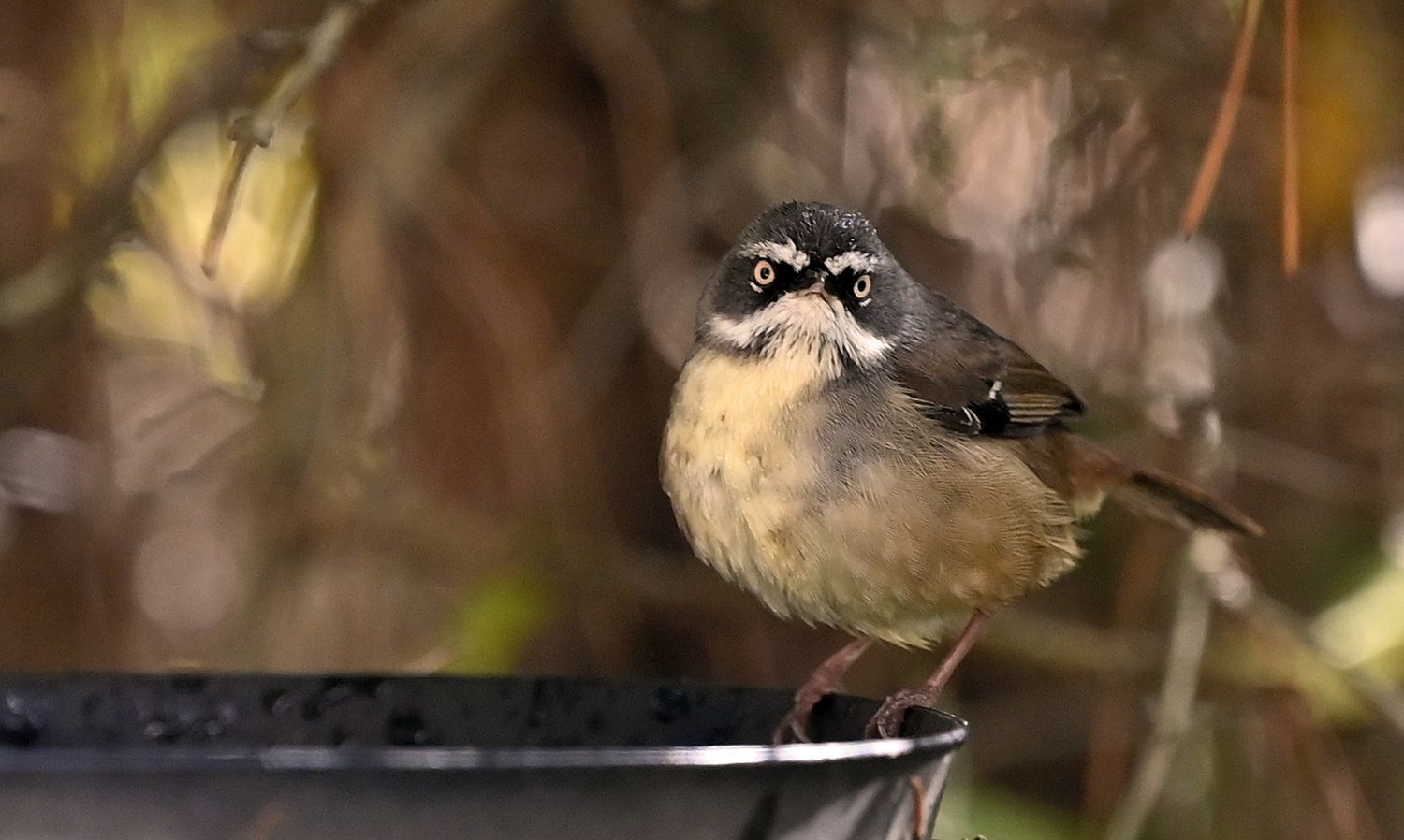Scrub wren