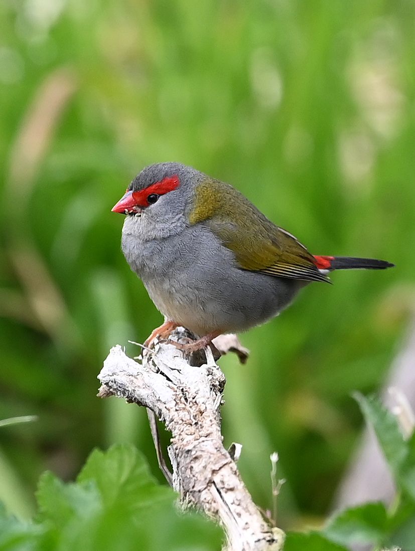 Firetail wren