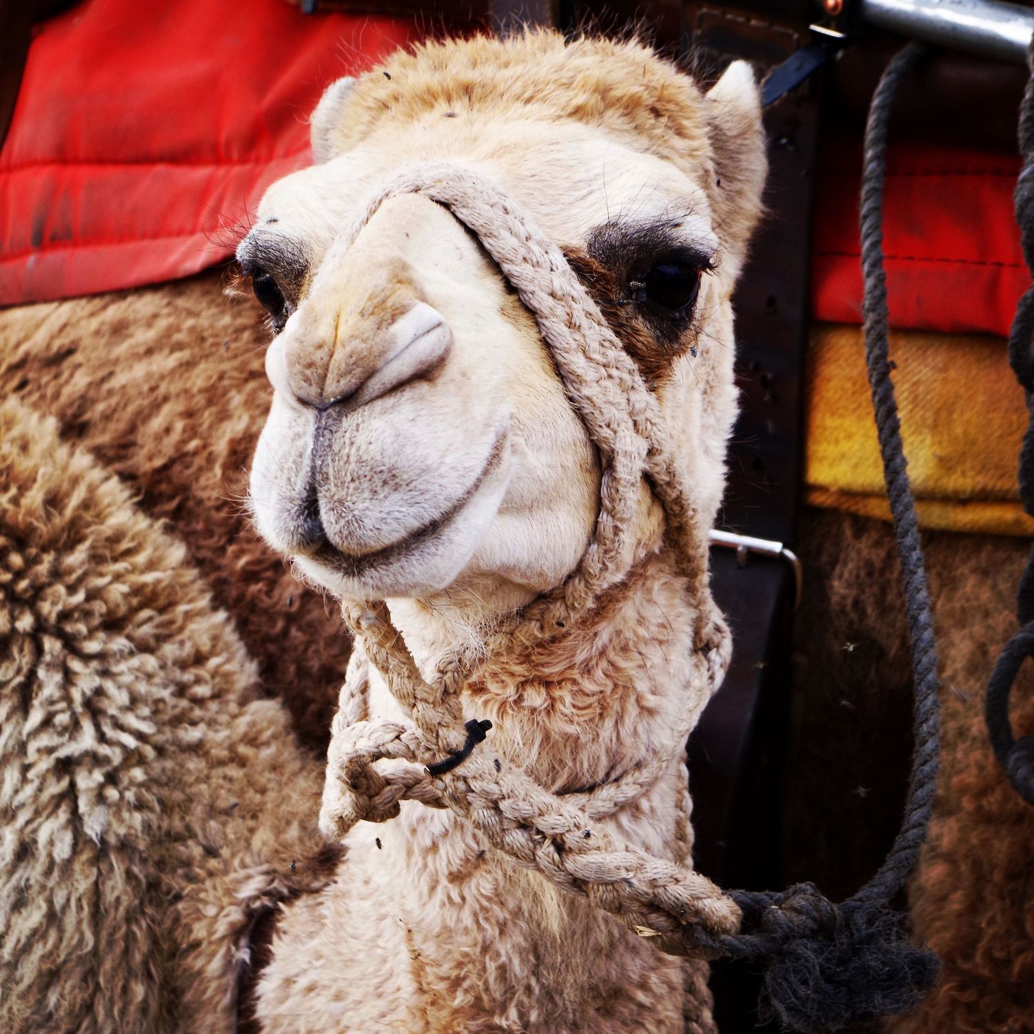Camels