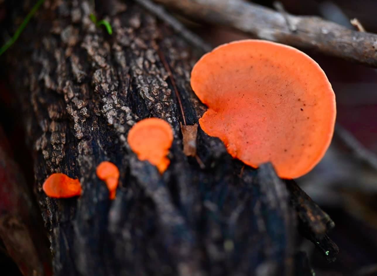 Fungus