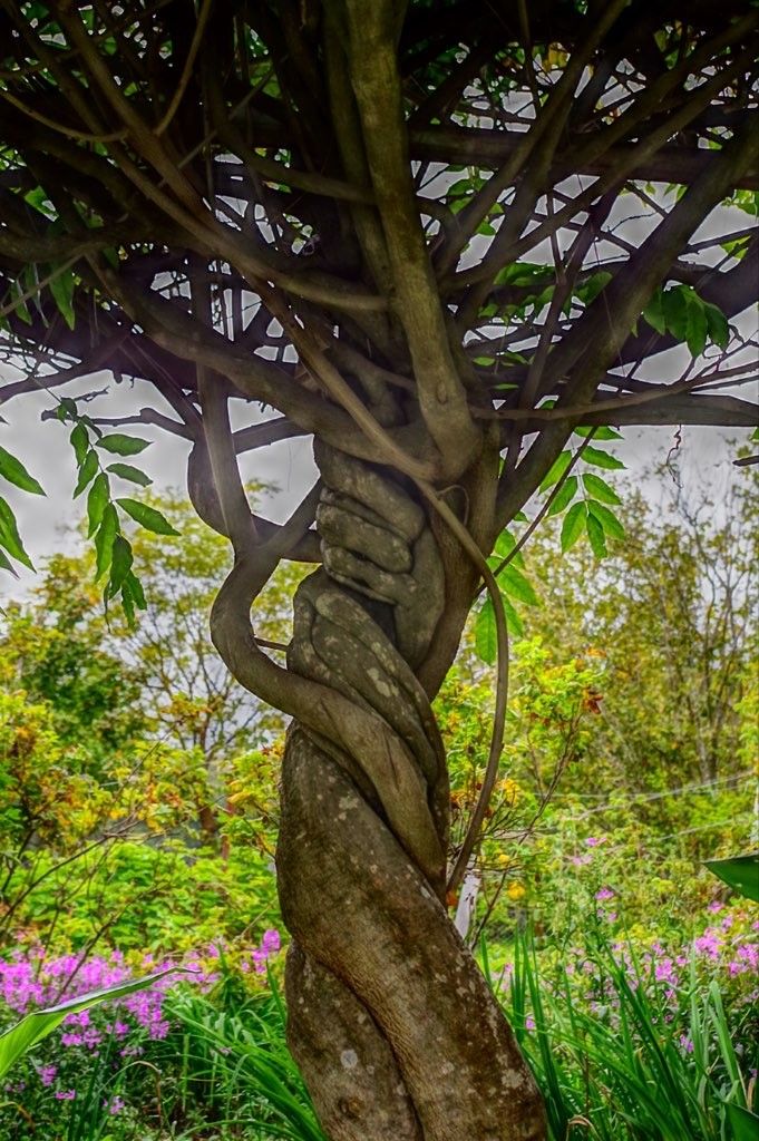 Wisteria vine