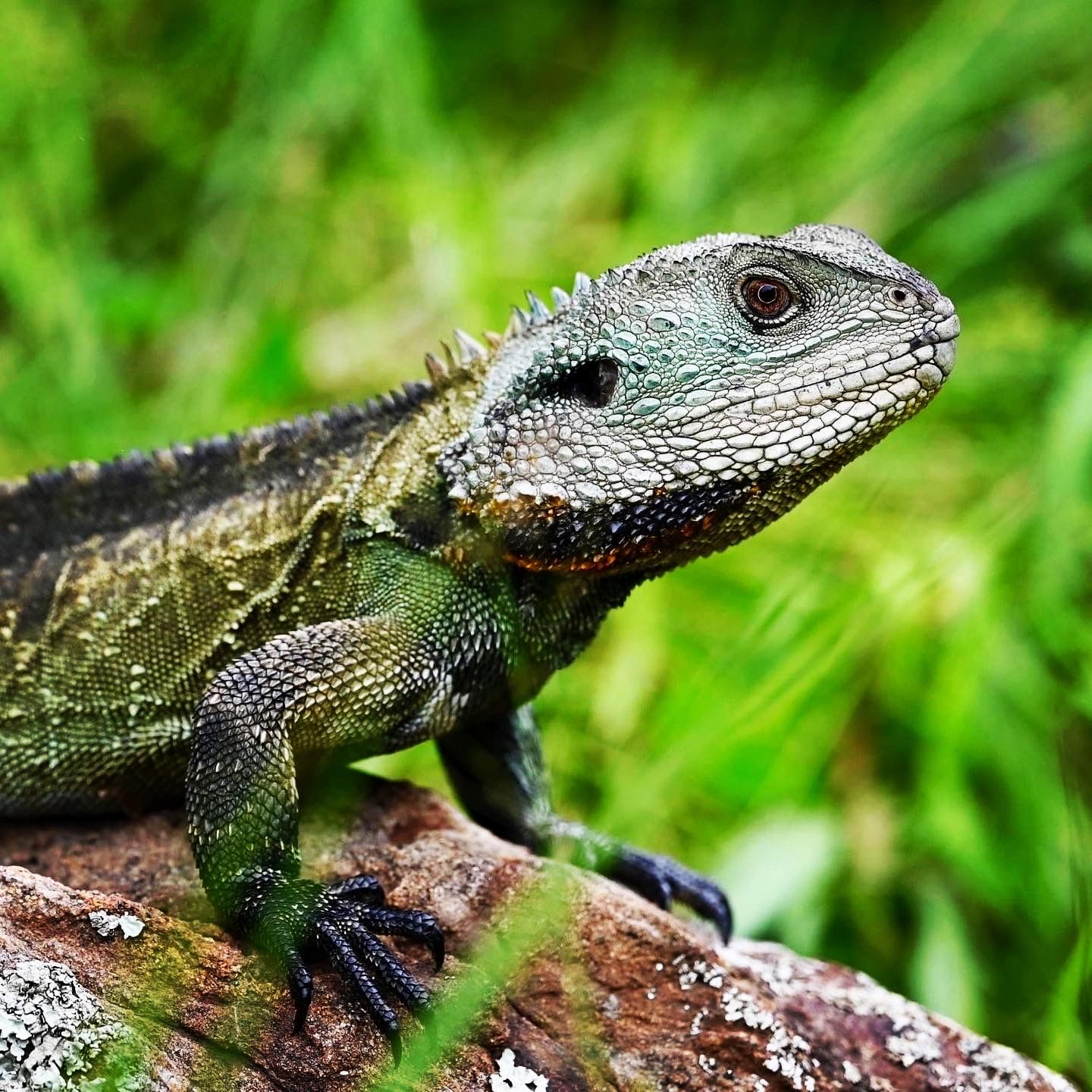 Eastern Water Dragon
