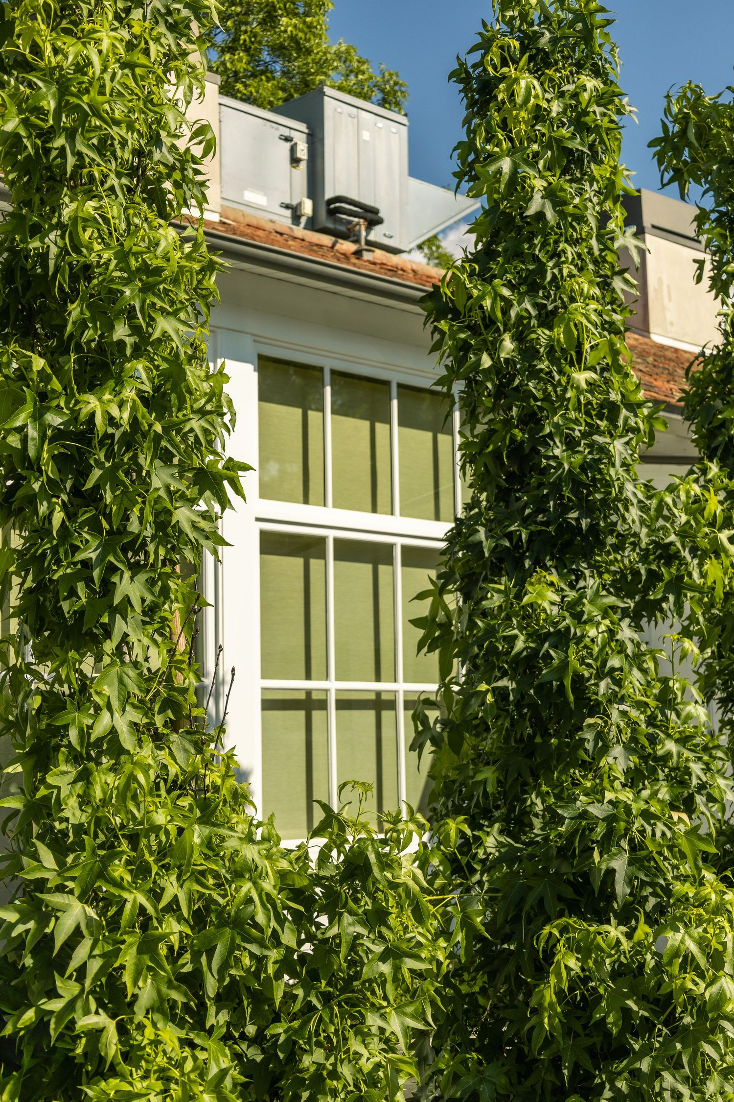 Lush green climbing vines framing a white multi-pane window on a classic building facade under blue sky.