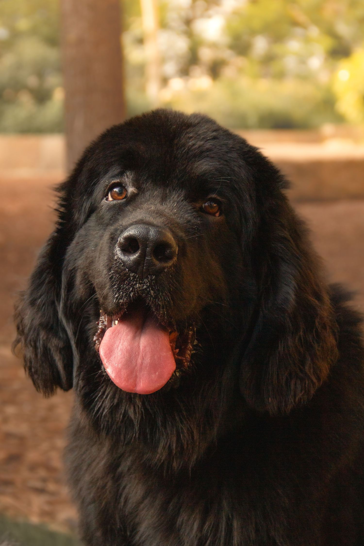 A large black Newfoundland dog with tongue out sits outdoors, looking alert and friendly against a blurred natural background.