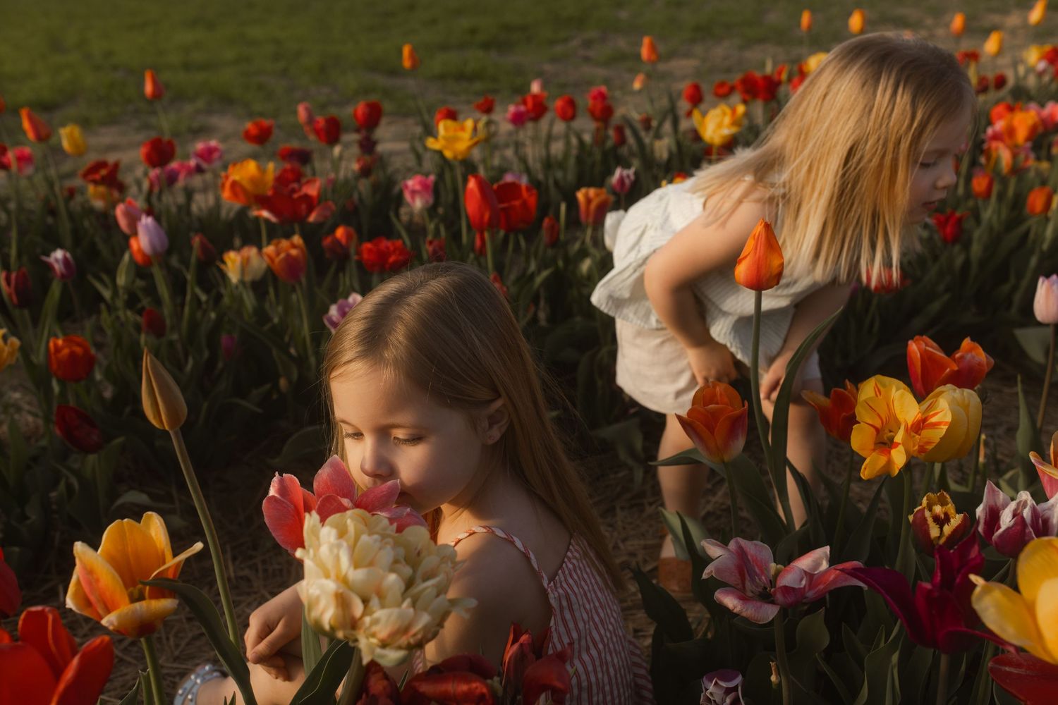 People explore a vibrant garden filled with red, orange and yellow tulips at sunset.