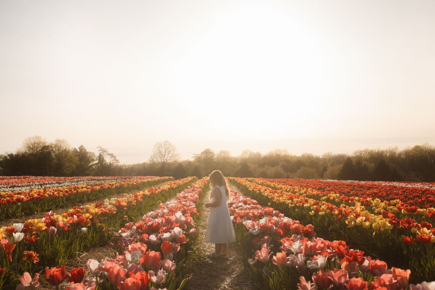 A figure walks down a path between vibrant rows of pink and orange tulips at sunset in a misty flower field.