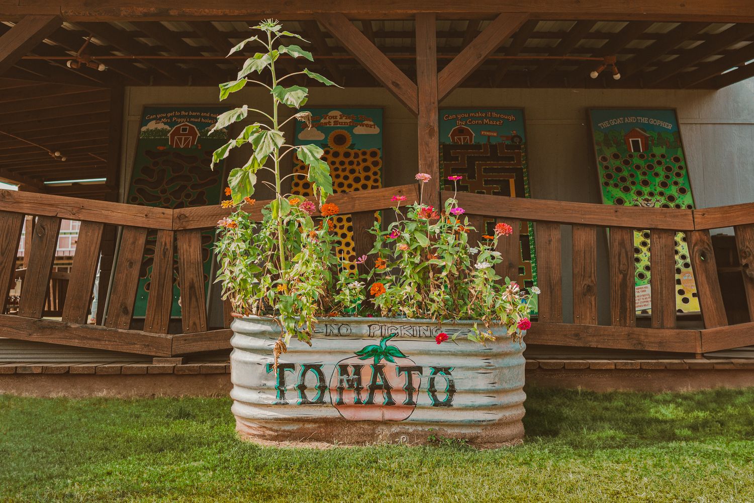 Tomato plant photo at Yesterland Farms in Canton, TX. Photographed by Lost Princess Photography.