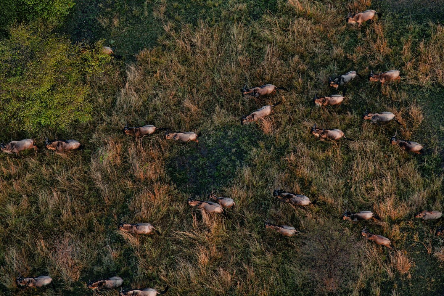 Aerial 5.1K migratory pattern shot of wildebeest in Serengeti; licensed drone cinematography for wildlife documentary based in Arusha