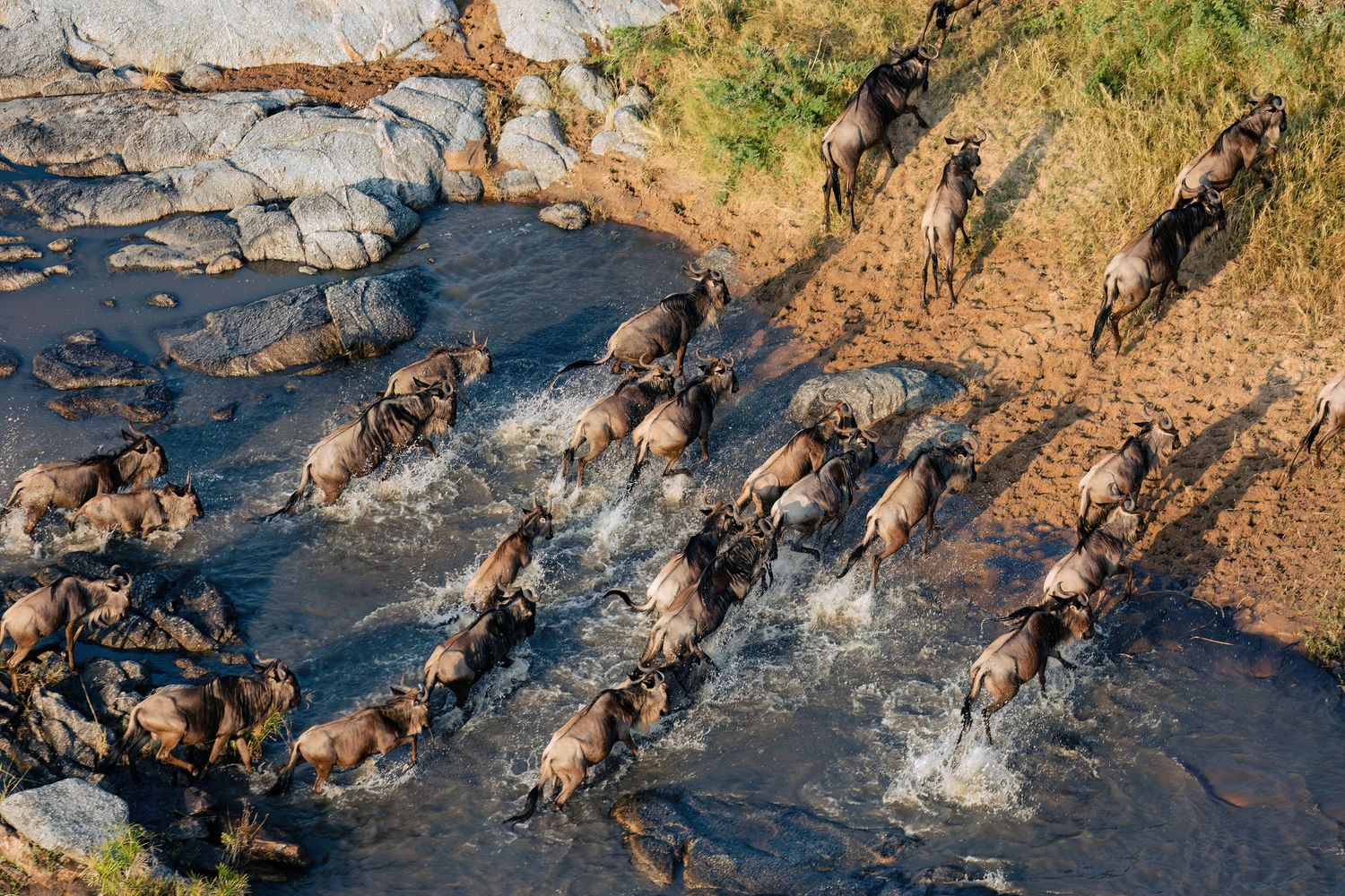 Aerial 5.1K migratory pattern shot of wildebeest in Serengeti; licensed drone cinematography for wildlife documentary based in Arusha