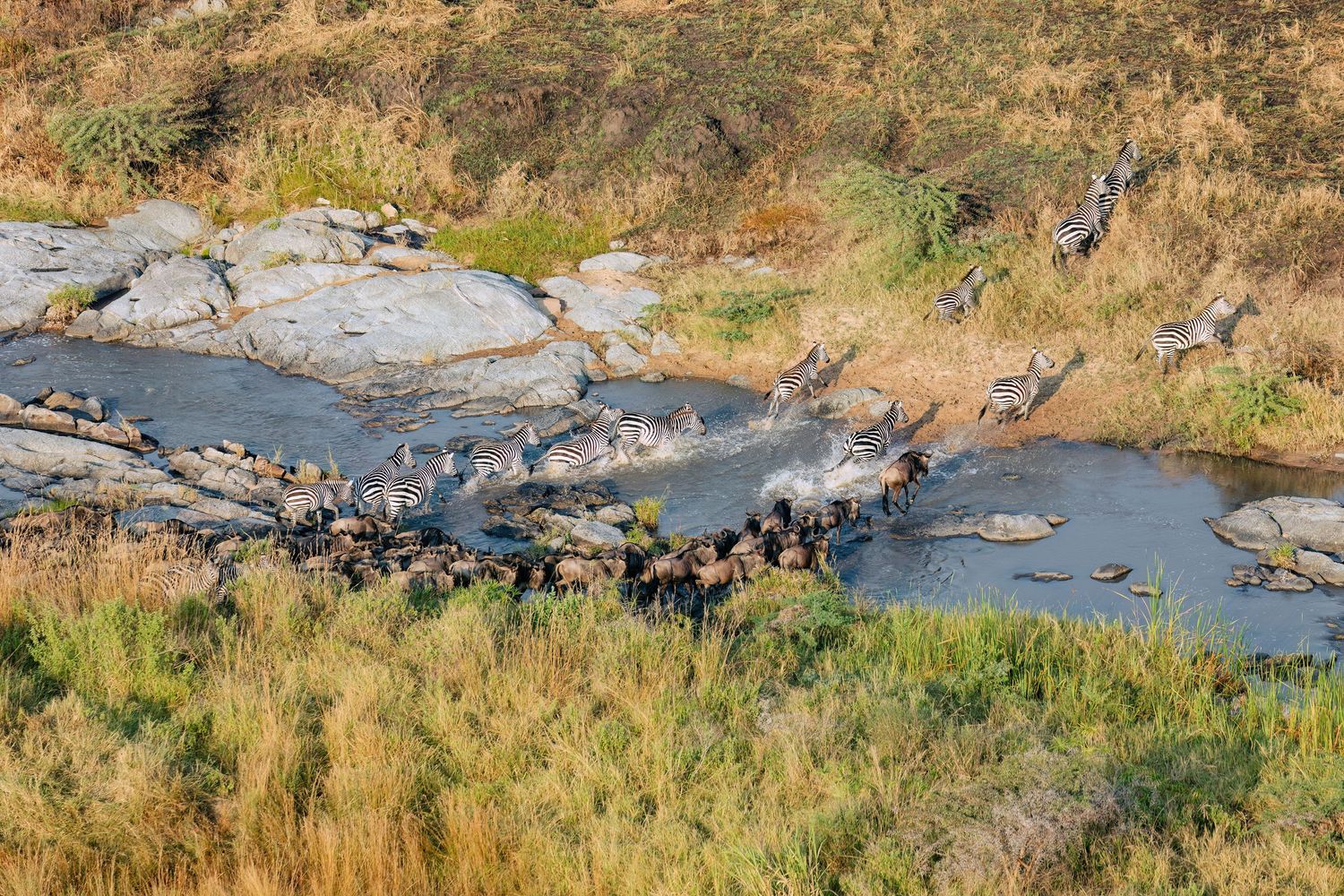 Aerial 5.1K migratory pattern shot of wildebeest in Serengeti; licensed drone cinematography for wildlife documentary based in Arusha