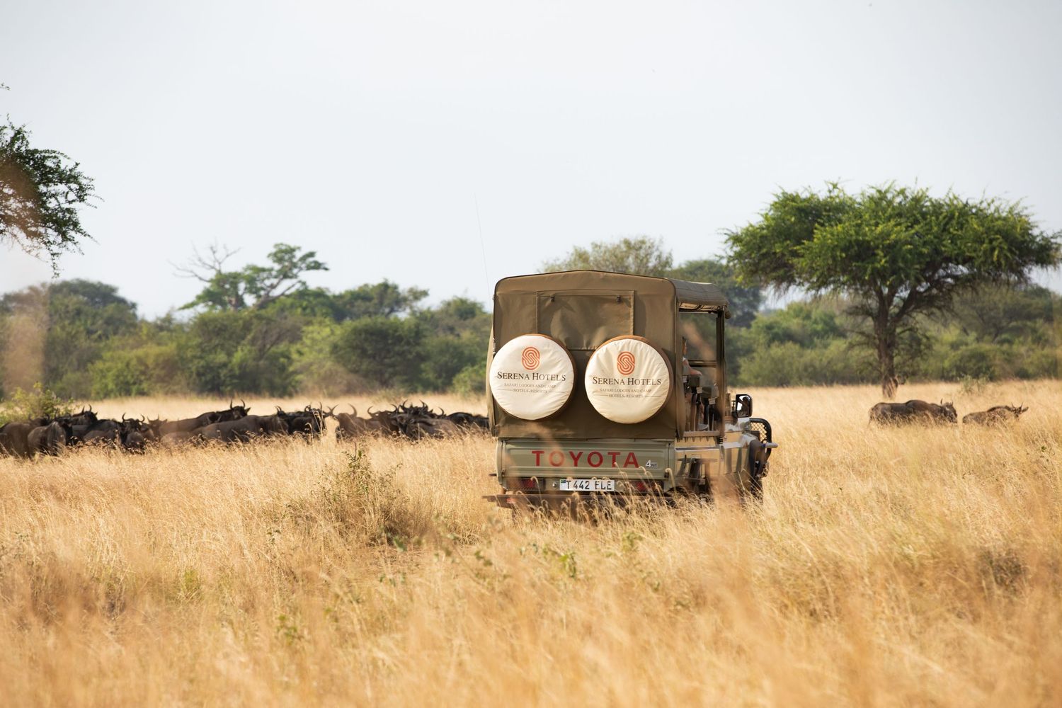 Exclusive private safari game drive narrative; high-impact tourism videographer assets for Tourism travel brands.