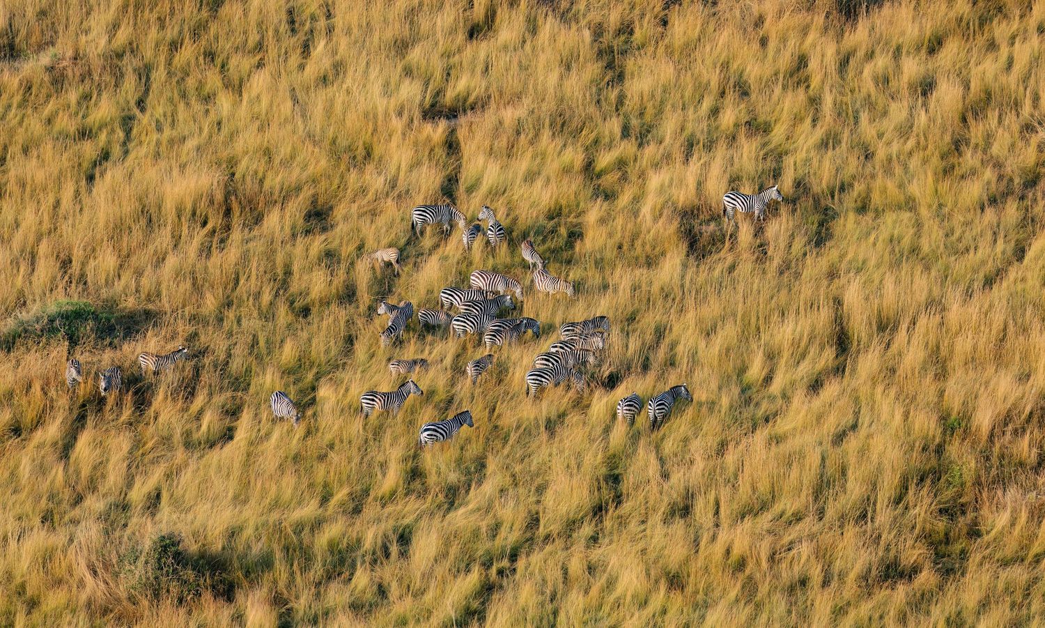 Aerial 8K view of a remote luxury camp; professional Tanzania tourism cinematography and licensed drone services.