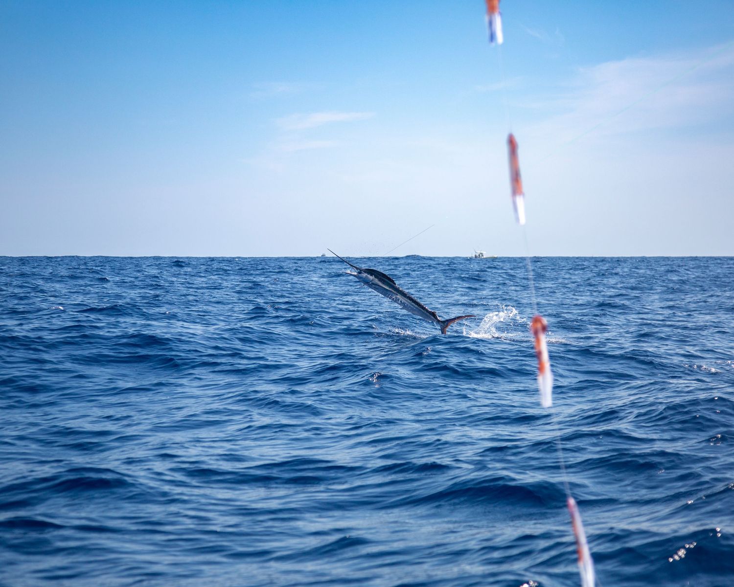 A marlin leaps from deep blue ocean waters near fishing outrigger poles under a clear sky.