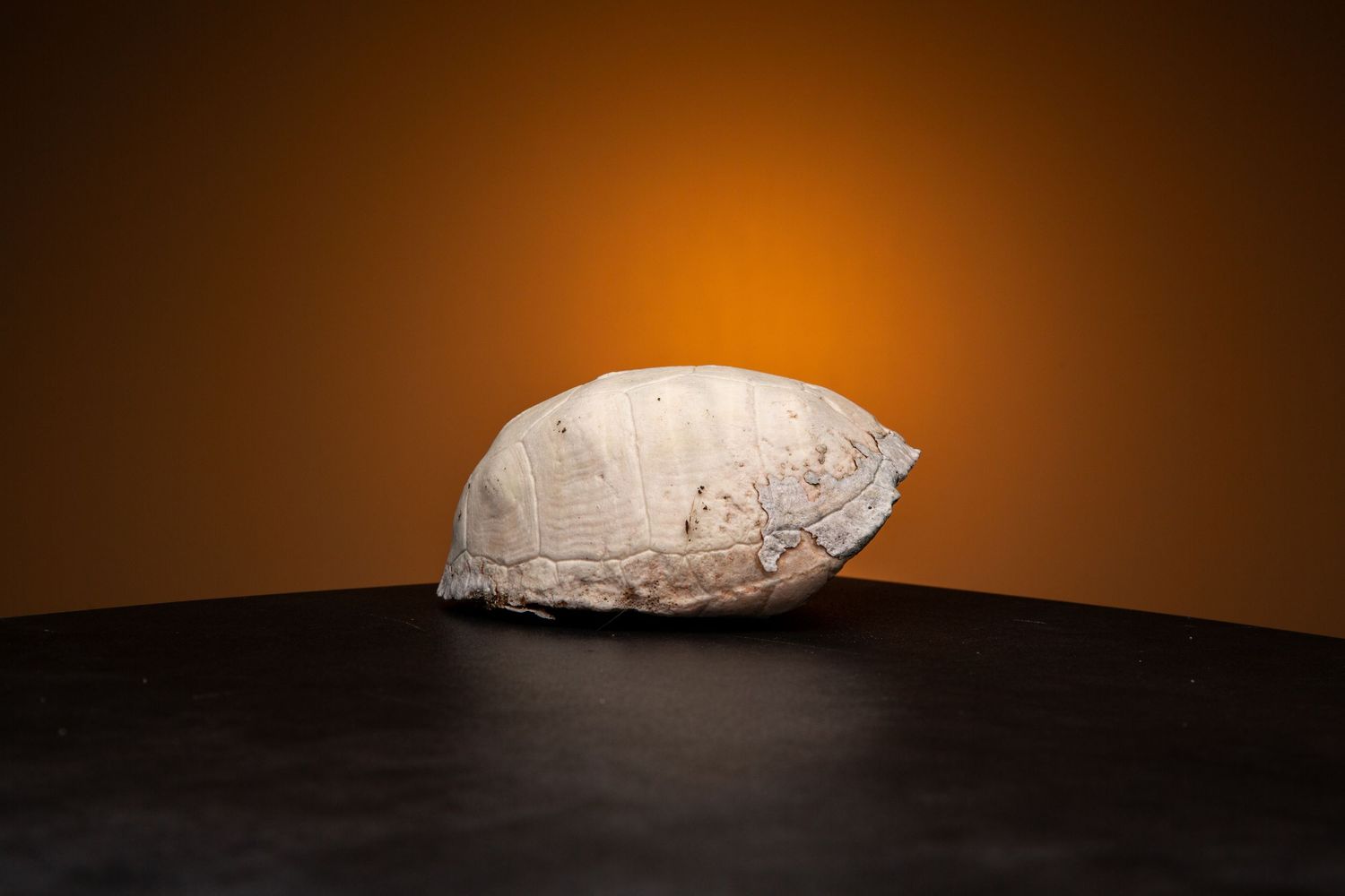White fossilized shell specimen photographed against dark orange background.