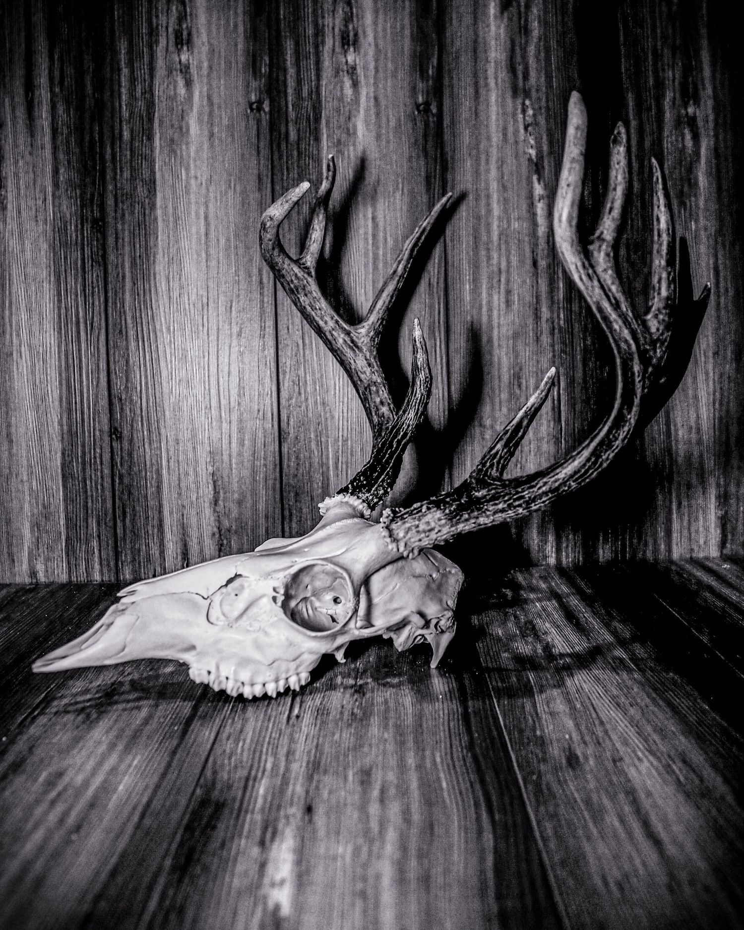 Black and white photograph of a deer skull with antlers against a dark wooden background.