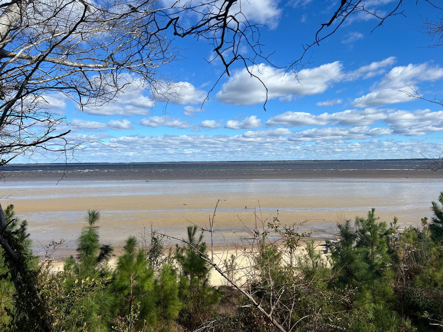 Coastal beach landscape with pine trees framing a sandy shoreline under puffy white clouds.