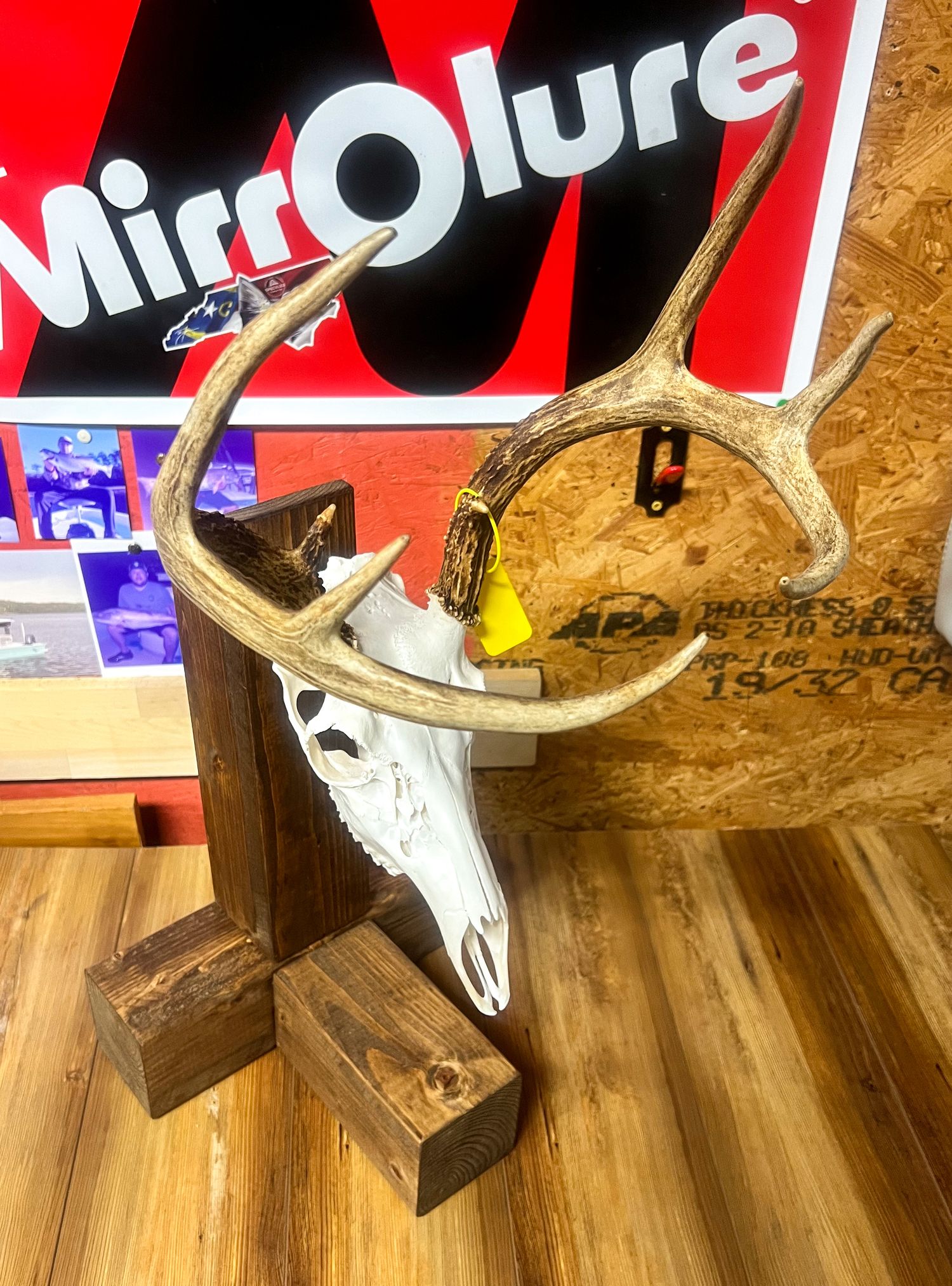 A white animal skull mounted on a wooden wall with a red and white magazine or poster in the background.