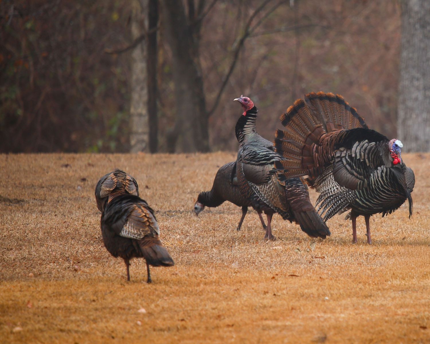 Wild turkeys displaying tail feathers on a dirt ground with bare trees in the background.