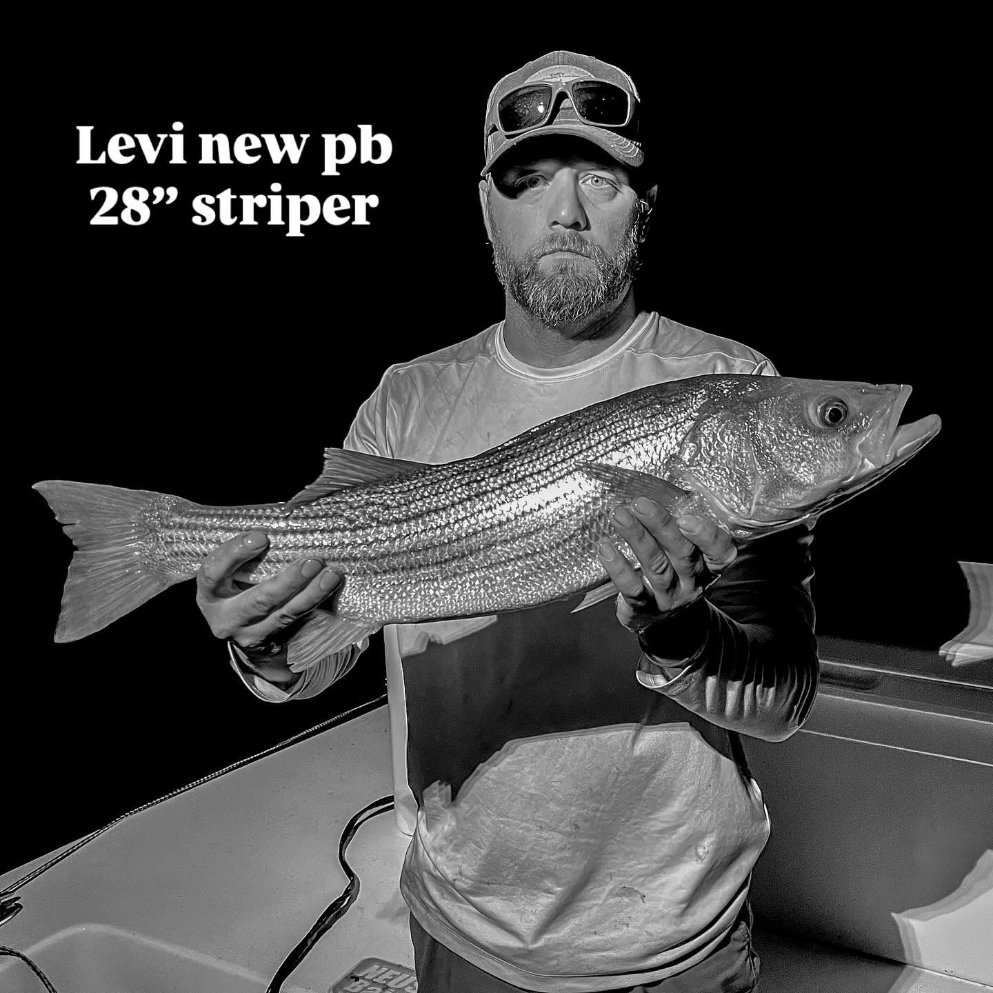 A black and white photo collage showing multiple catches of striped bass displayed on a table.